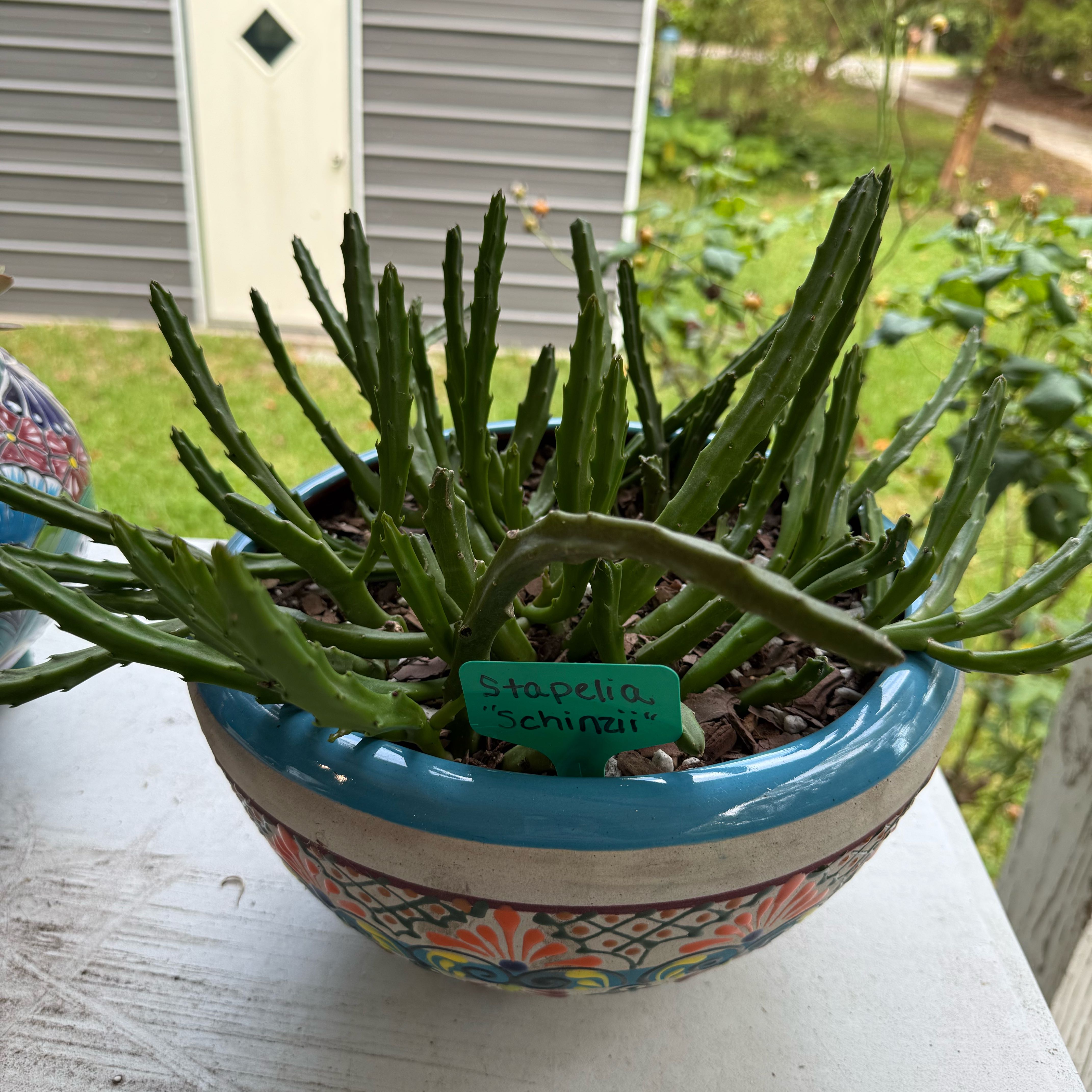 Photo of the plant species Schinz's Stapelia by @NightBloom named Schinziie on Greg, the plant care app