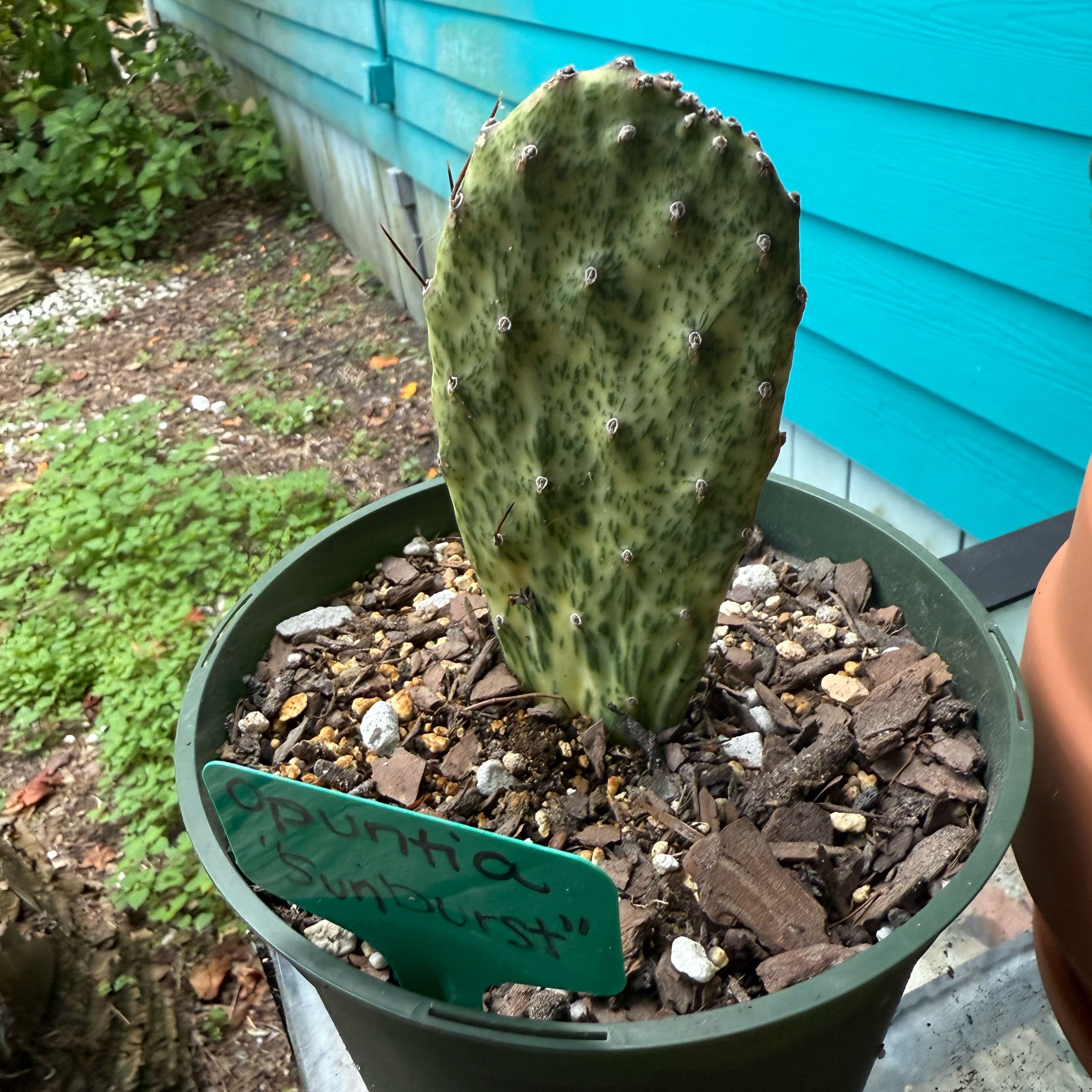 Photo of the plant species Variegated Prickly Pear Cactus by @NightBloom named Sunburst on Greg, the plant care app