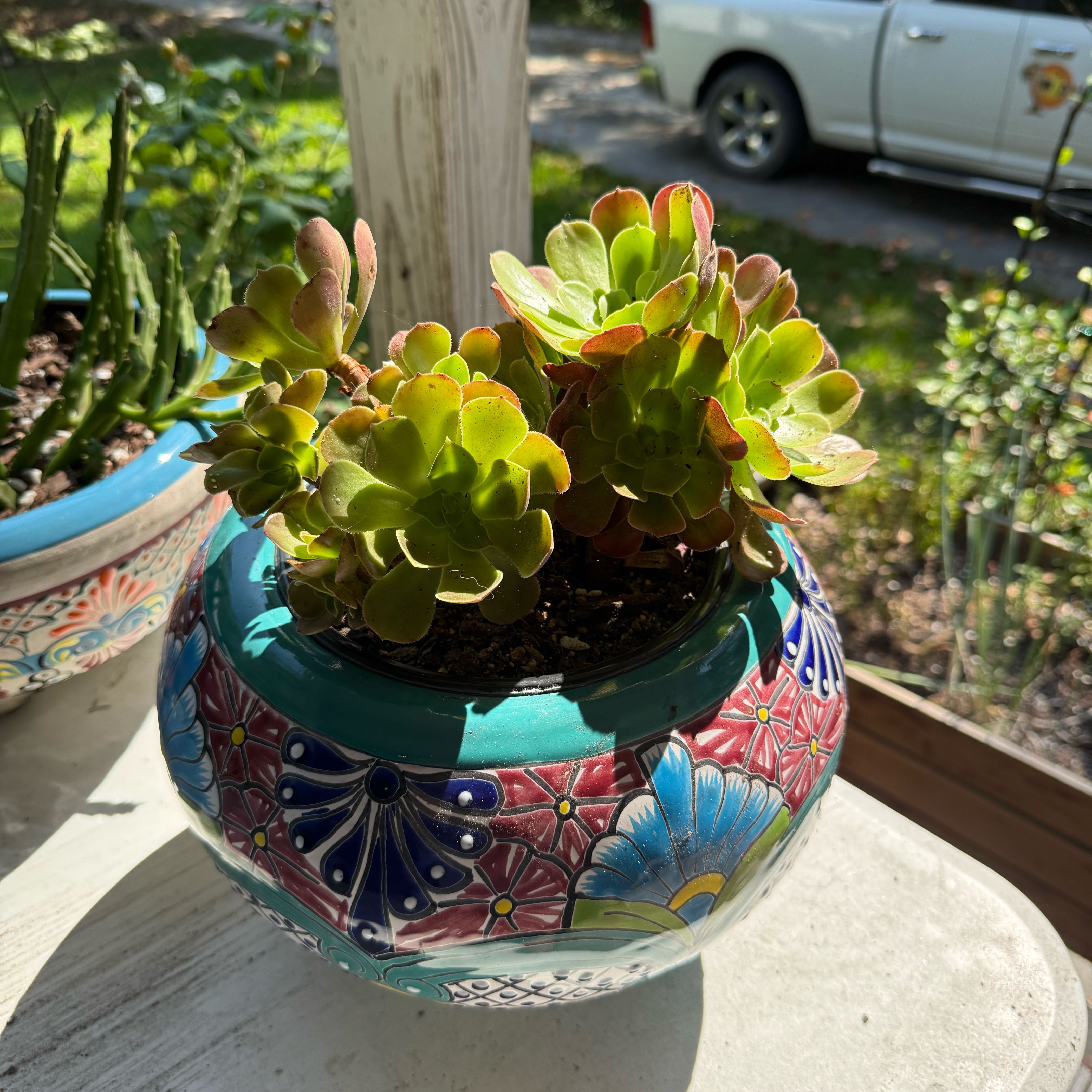 Photo of the plant species Aeonium 'Blushing Beauty' by @NightBloom named Blushing Beauty on Greg, the plant care app