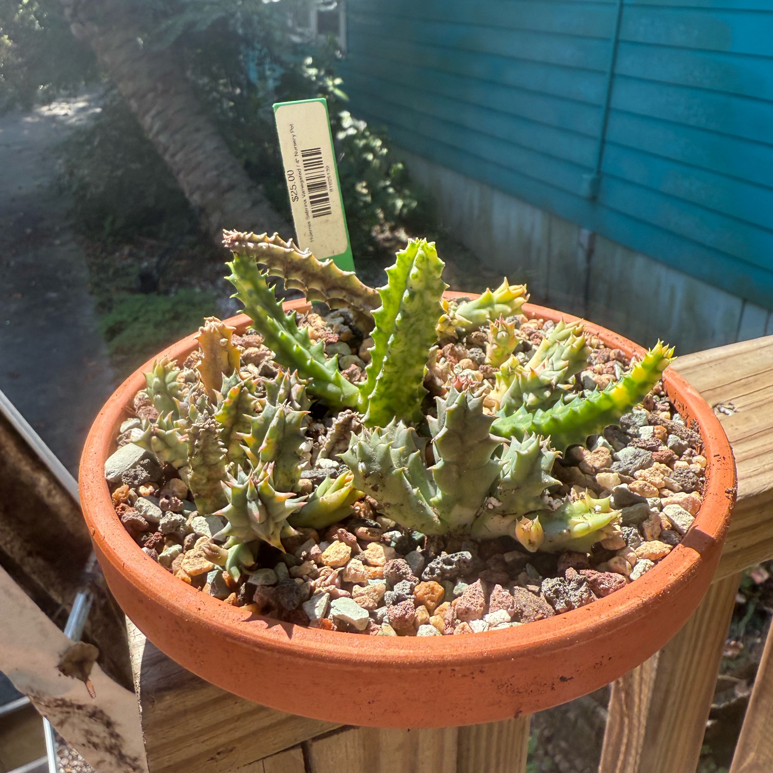 Photo of the plant species Variegated Lifesaver Plant by @NightBloom named Variegated Zebrina on Greg, the plant care app
