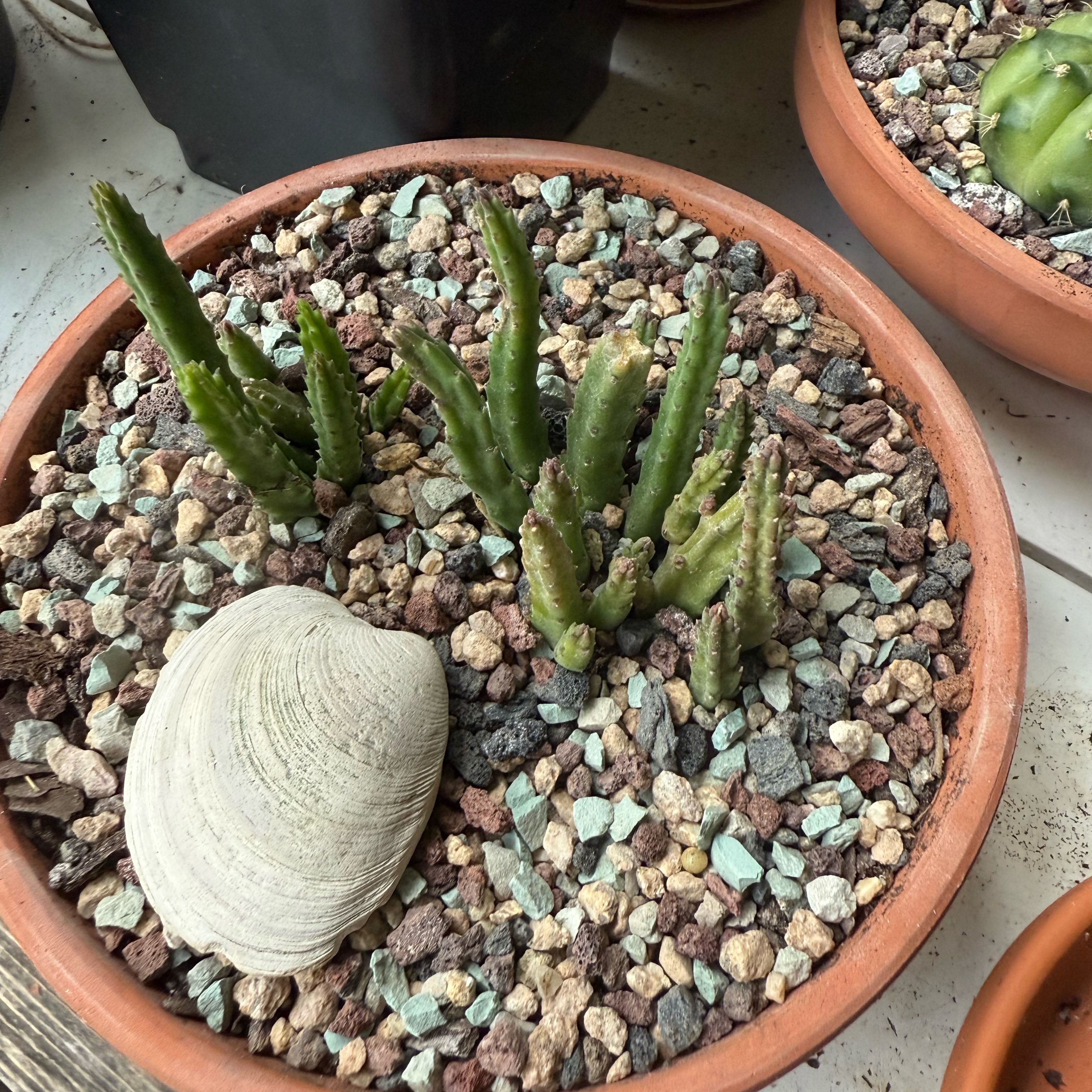 Photo of the plant species Carrion Flower by @NightBloom named Stanky on Greg, the plant care app