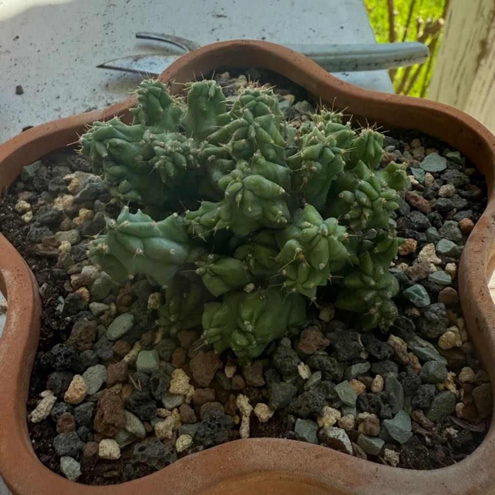 Photo of the plant species Crested Ming Thing by @NightBloom named Mingy de on Greg, the plant care app