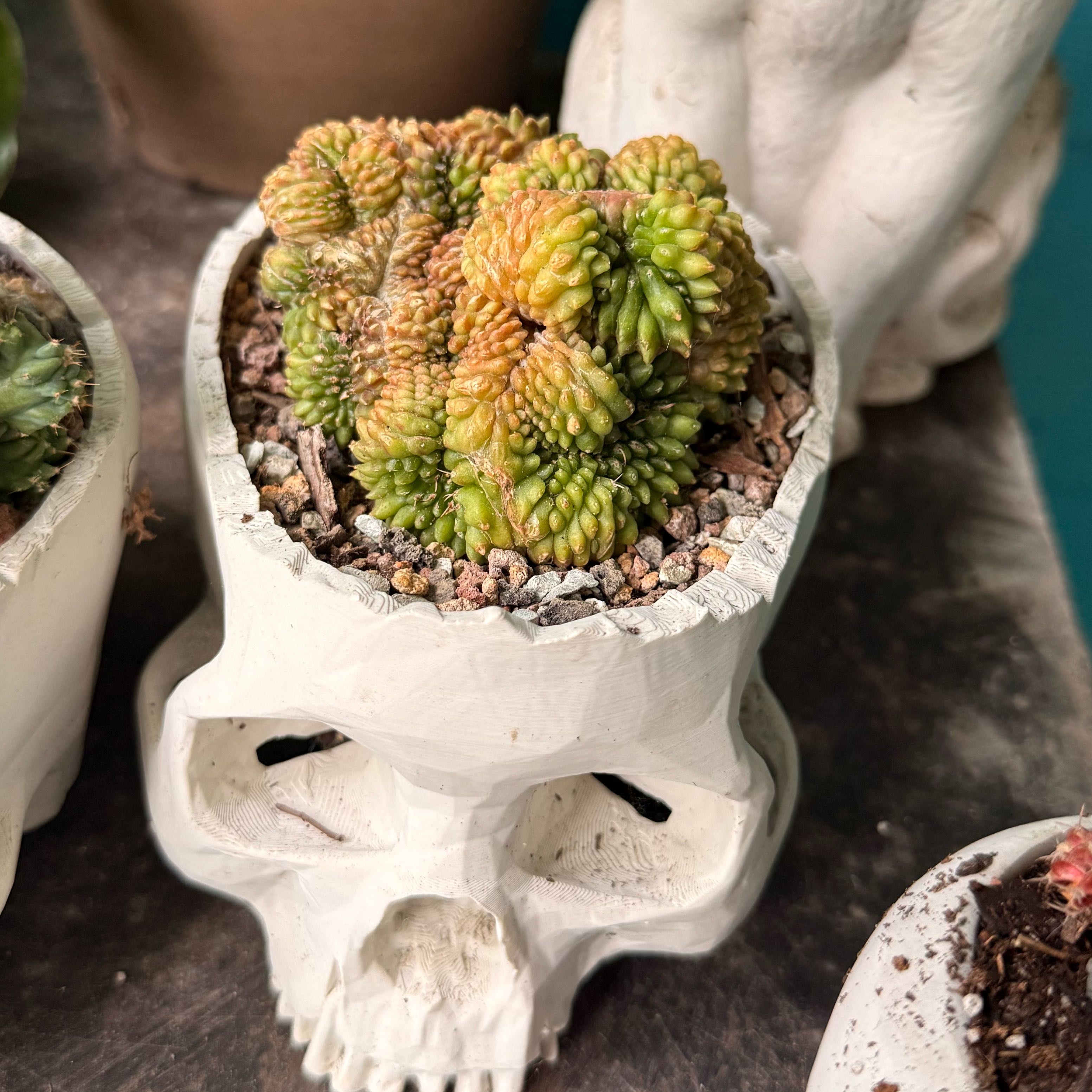 Photo of the plant species Cactus by @NightBloom named Gobi on Greg, the plant care app