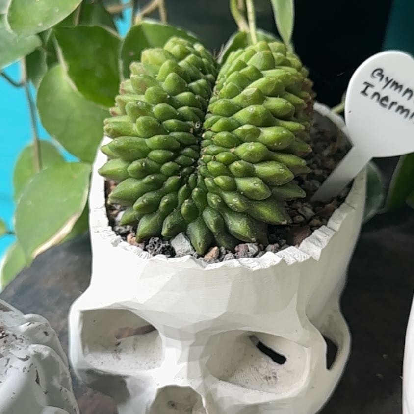 Photo of the plant species Cactus by @NightBloom named Maya on Greg, the plant care app