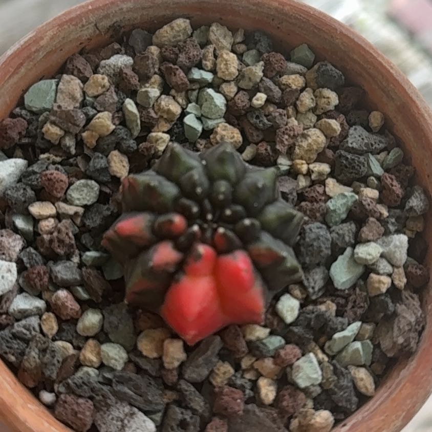Photo of the plant species Cactus by @NightBloom named Variegated Inermis on Greg, the plant care app