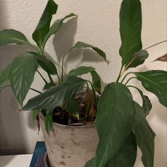 Peace Lily plant in Rancho Cucamonga, California