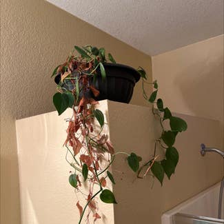 Heartleaf Philodendron plant in Rancho Cucamonga, California
