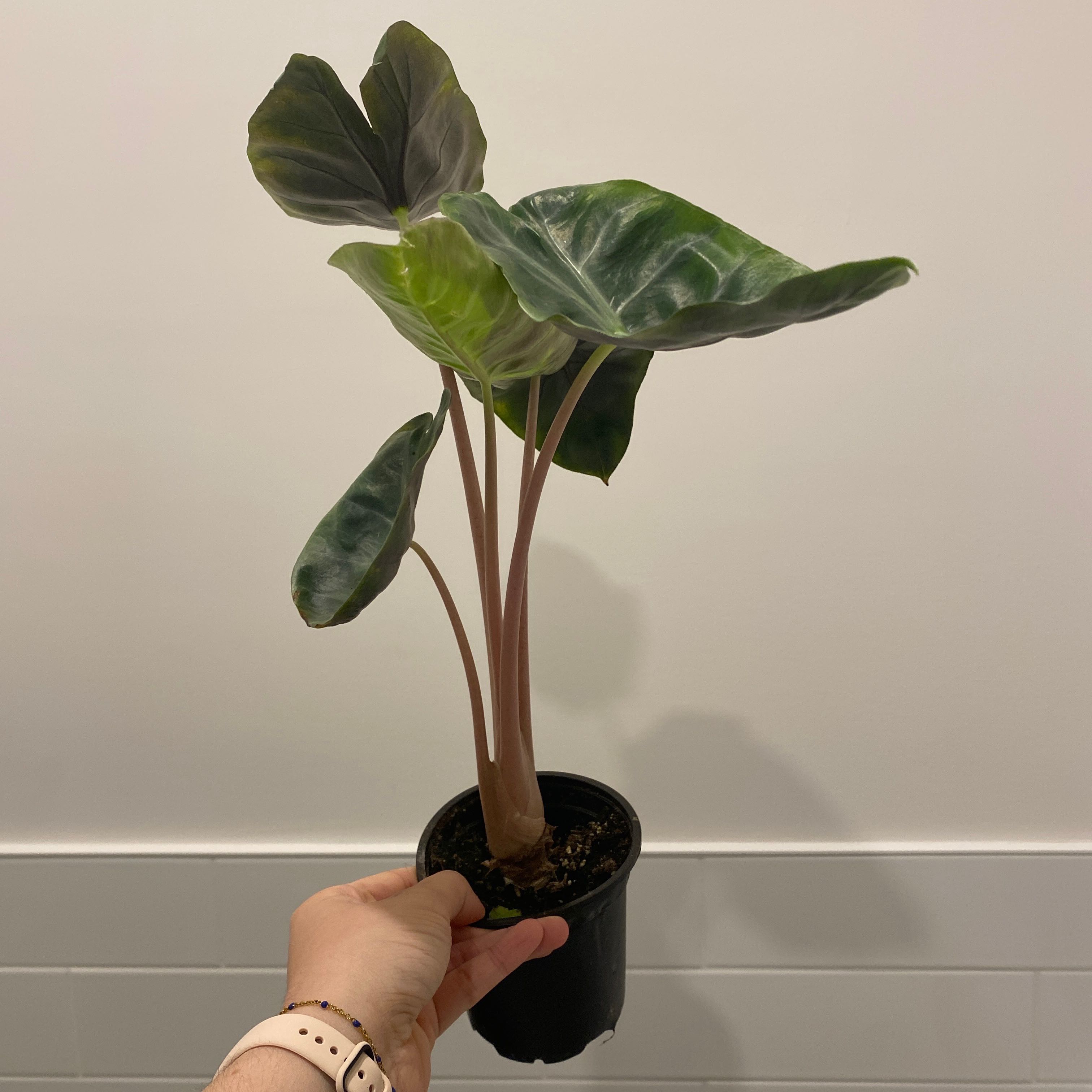 A healthy Alocasia longiloba plant in a pot, held by a hand.
