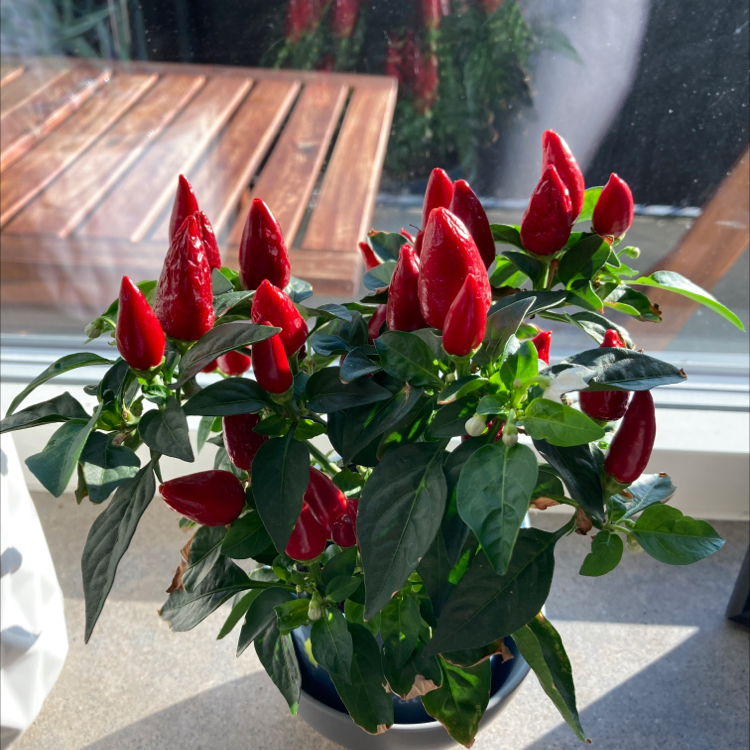 Photo of the plant species Pepper Plant by @GuardianKawaka named Pepperoni on Greg, the plant care app