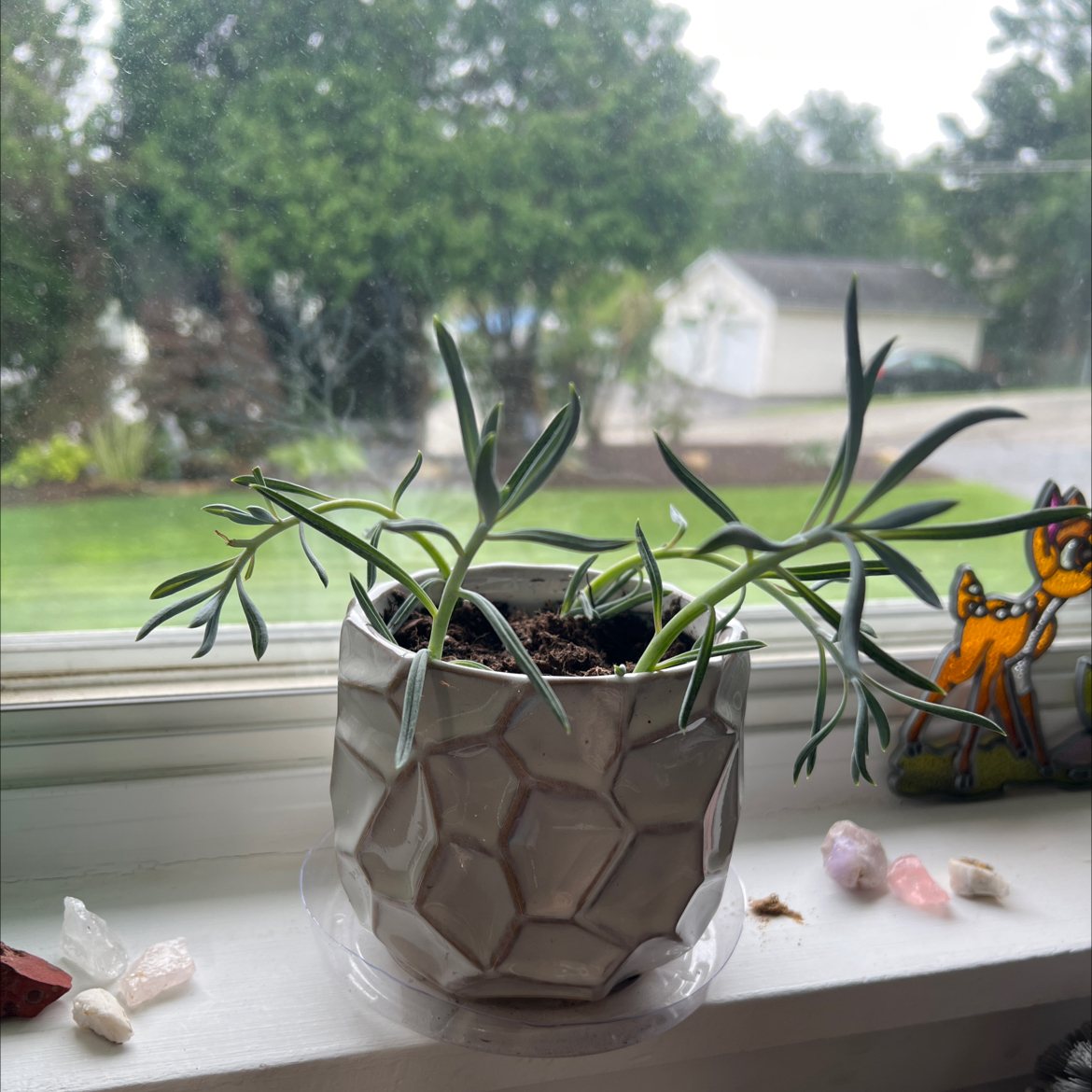 Blue Chalksticks plant in a geometric-patterned pot on a windowsill with an outdoor view.