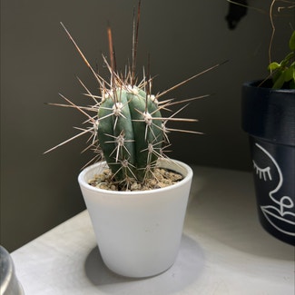 Toothpick Cactus plant in Somewhere on Earth
