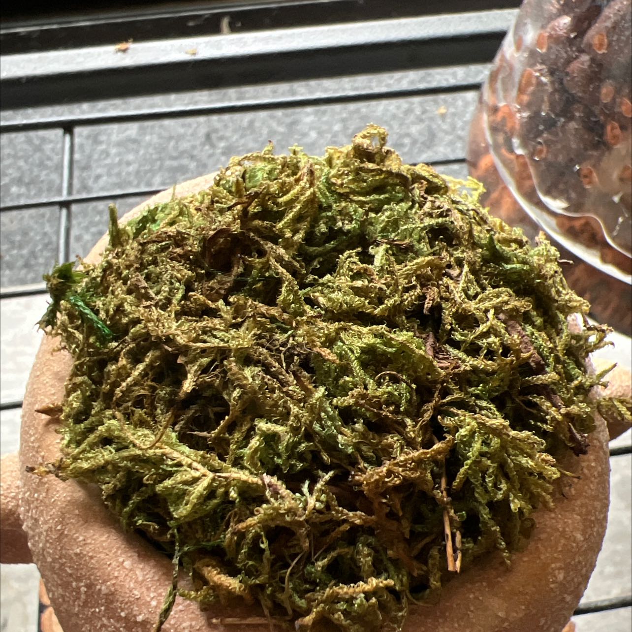 Plant care for Feather Moss on Greg, the plant care app