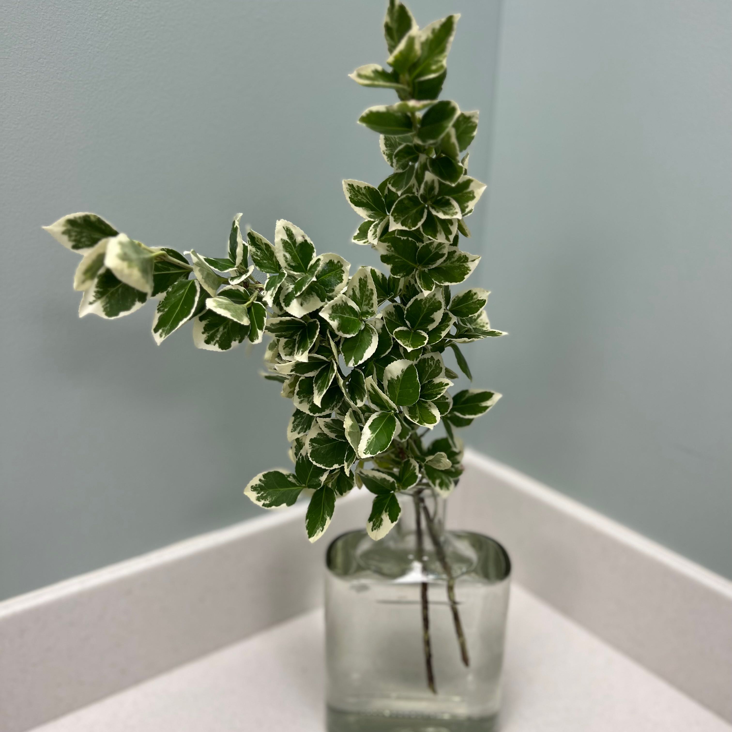 Fortune's Spindle plant with variegated leaves in a glass container.