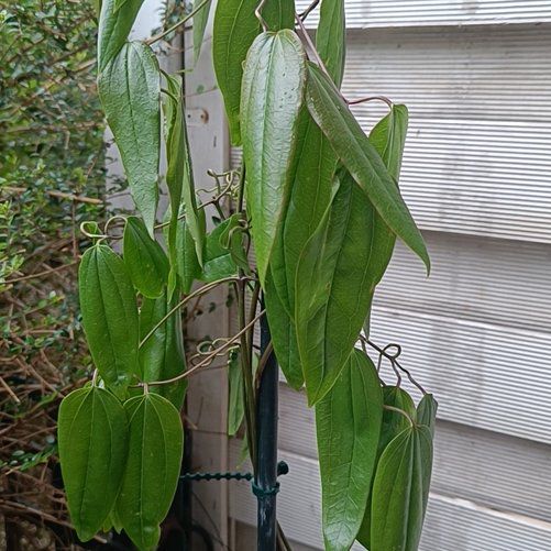 Photo of the plant species Evergreen clematis by @xrem named Apollo on Greg, the plant care app