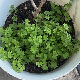Photo of the plant species Japanese Hop by @aubsrose named Beckham on Greg, the plant care app