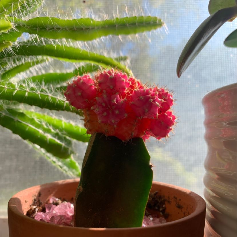 Photo of the plant species Moon Cactus by @Greenheart17 named Luna on Greg, the plant care app