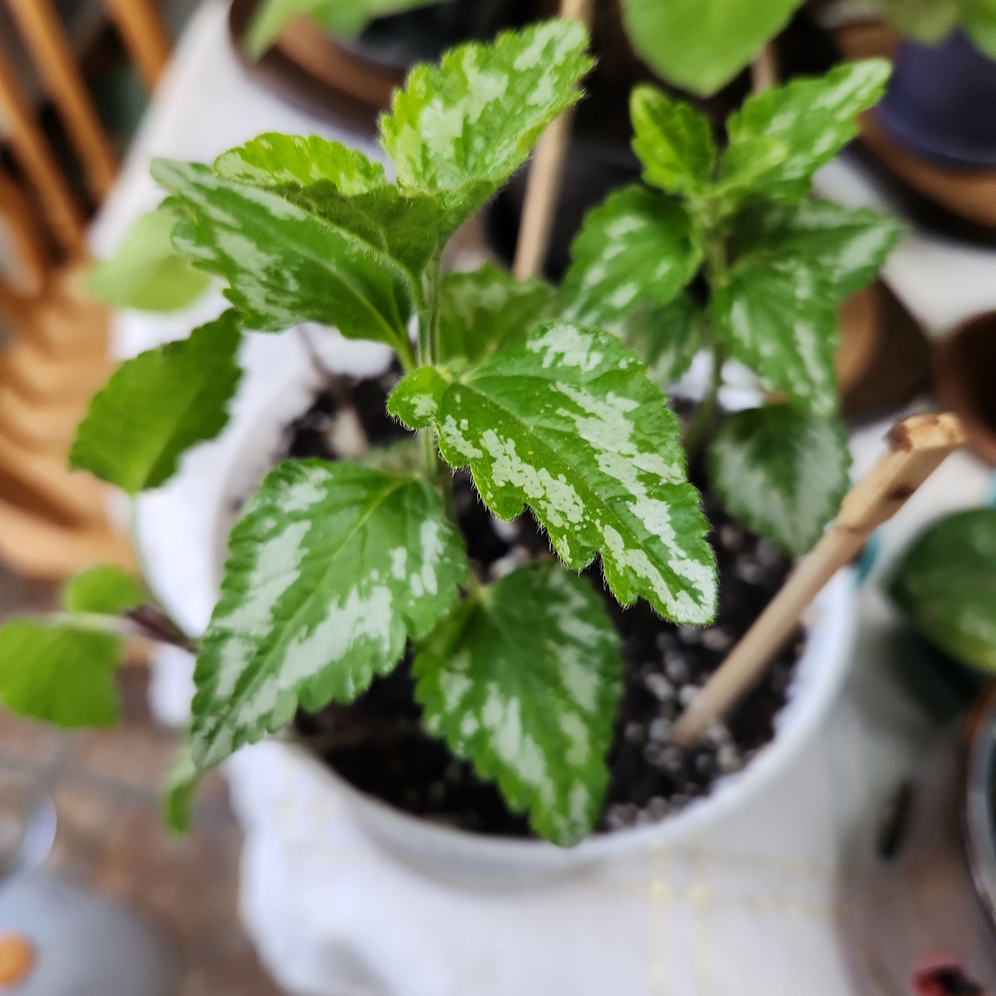 Yellow Archangel plant with variegated green and yellow leaves in a pot.