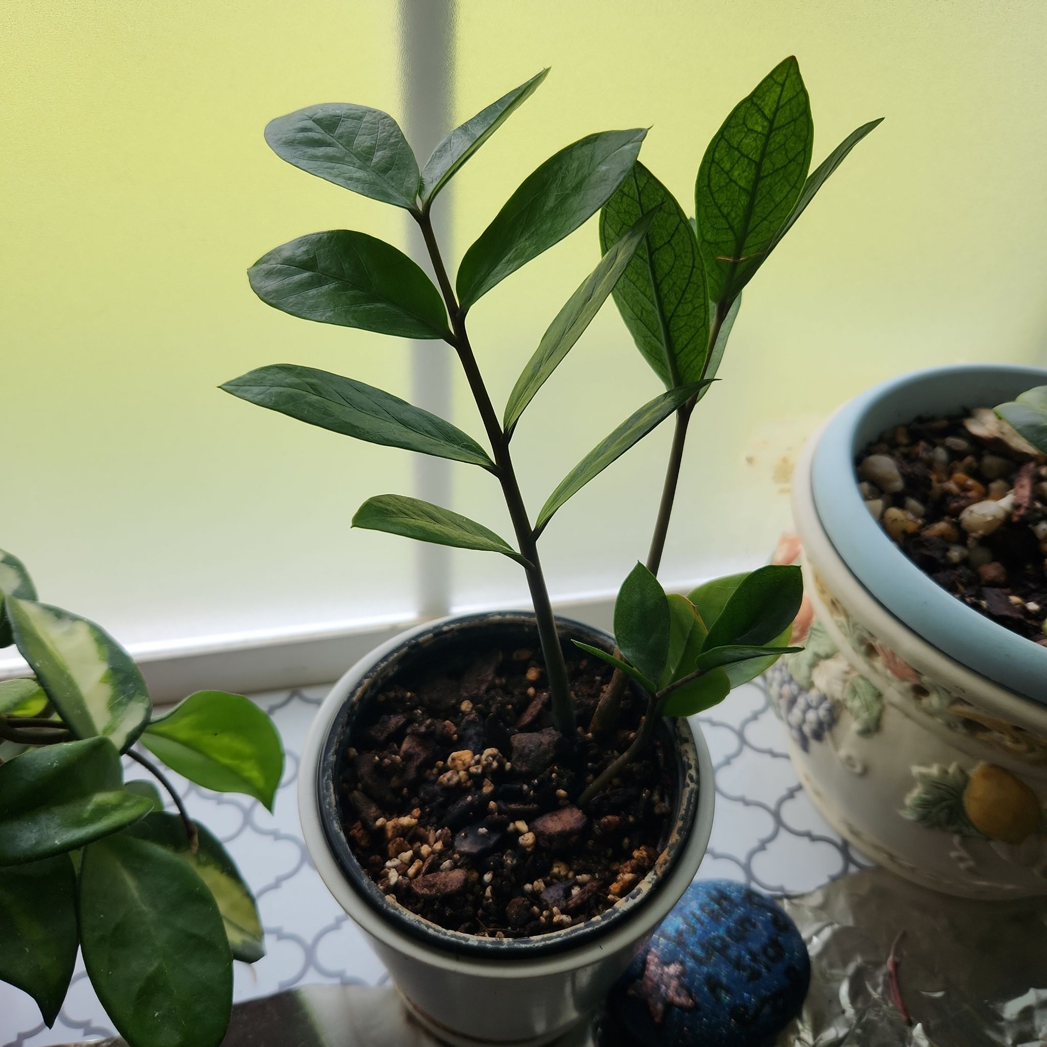 Chameleon ZZ Plant in a small pot with visible soil, healthy green leaves, and no signs of disease.