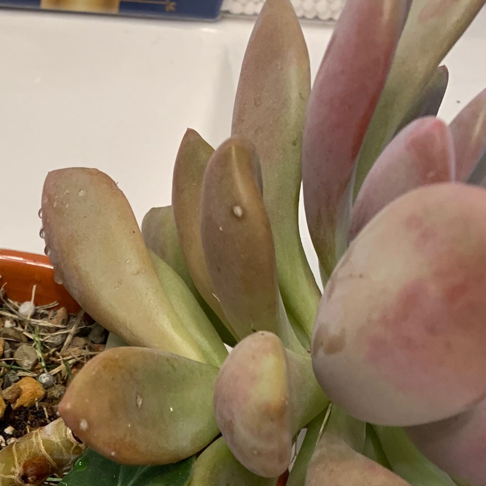 Graptoveria 'Opalina' succulent with thick, fleshy leaves showing some discoloration and white spots.