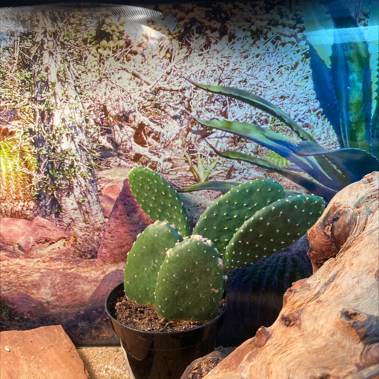 Bakersfield Beavertail Cactus in a black pot with a natural background.