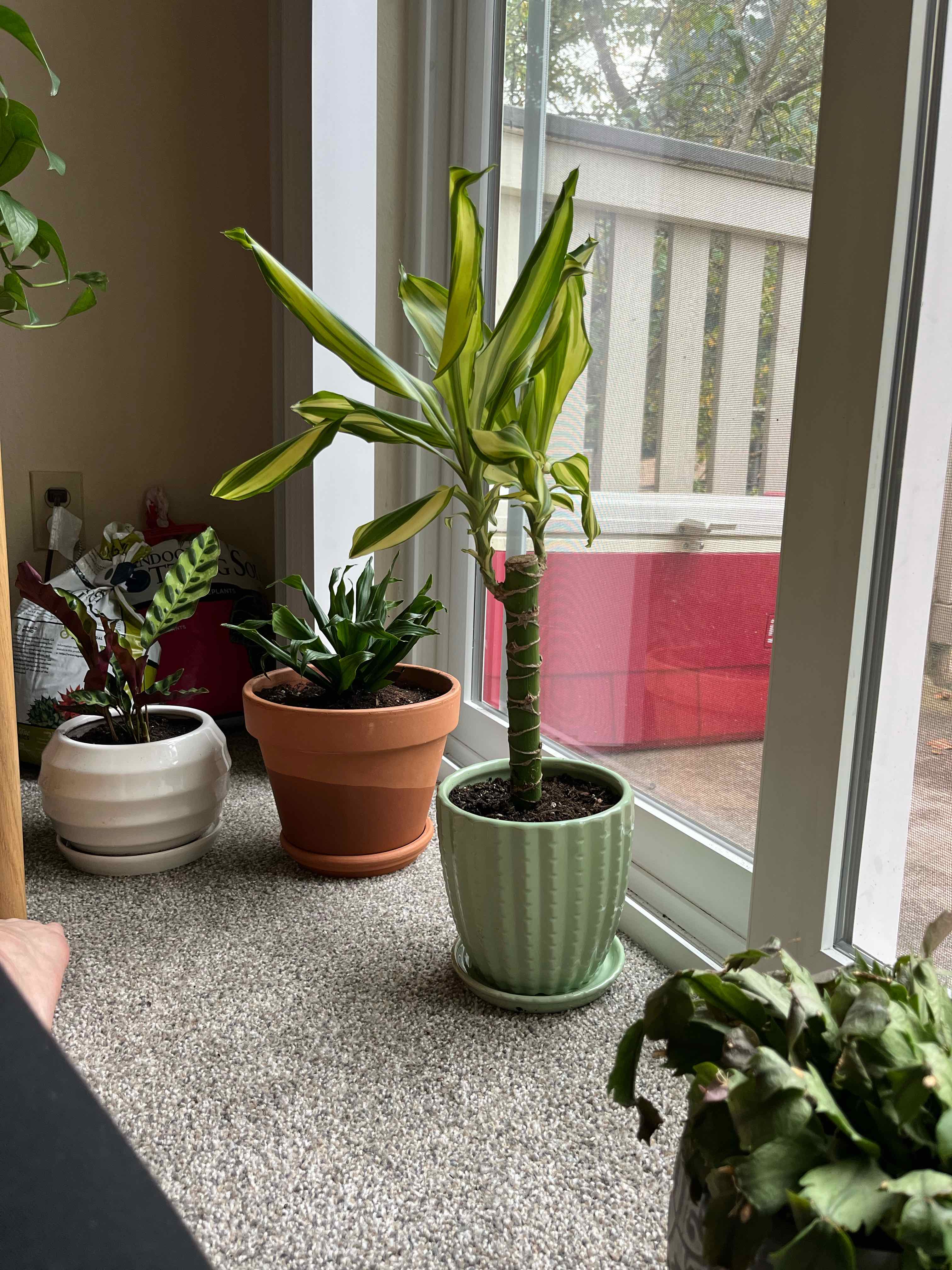 Dracaena 'Sted Sol Cane' plant near a window with slight leaf yellowing, in a green pot.
