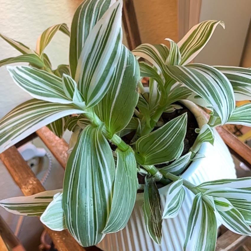 Tradescantia albiflora 'Albovittata' plant in a white pot with green and white striped leaves.