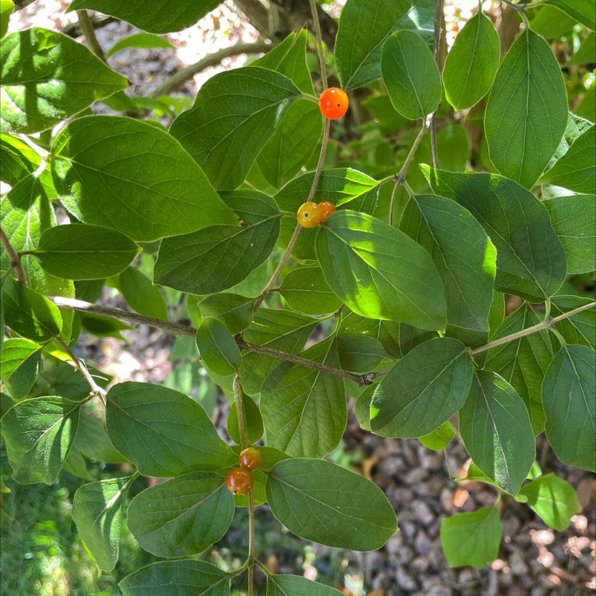 Amur Honeysuckle plant with green leaves and small orange berries.