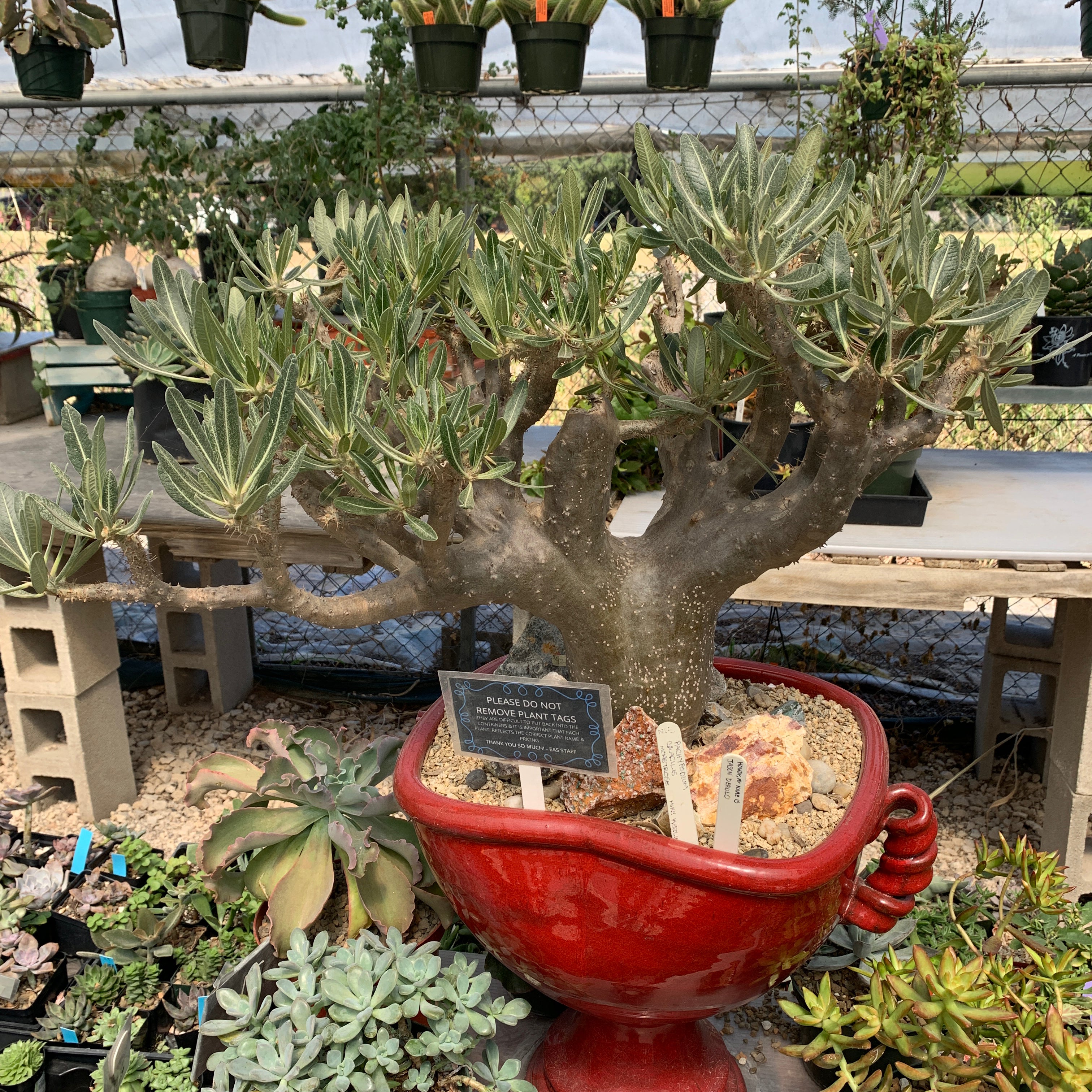 【新品】 OZWRT SS PachypodiuMan Gracilius B コラボ OZWRT SS PachypodiuMan Gracilius B BPMコラボ OZWRT SS