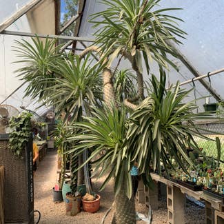 Madagascar Palm plant in Austin, Texas