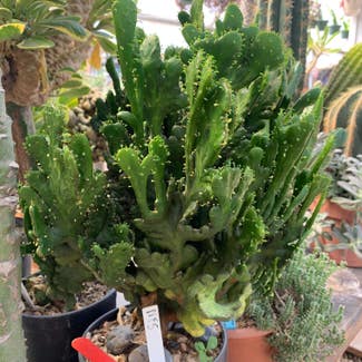 Candelabra Cactus plant in Austin, Texas