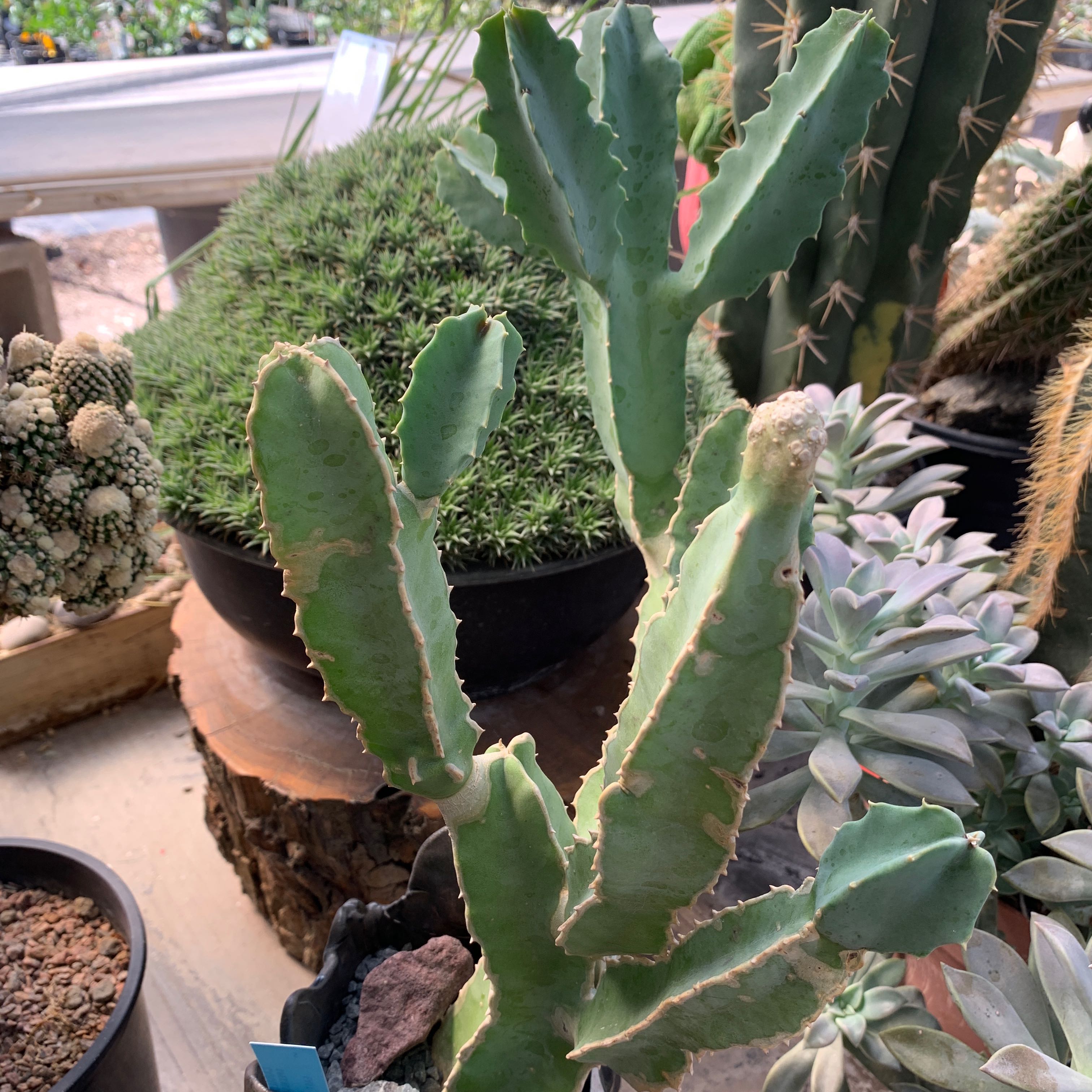 Photo of the plant species Caralluma Speciose by @EAS named Your plant on Greg, the plant care app