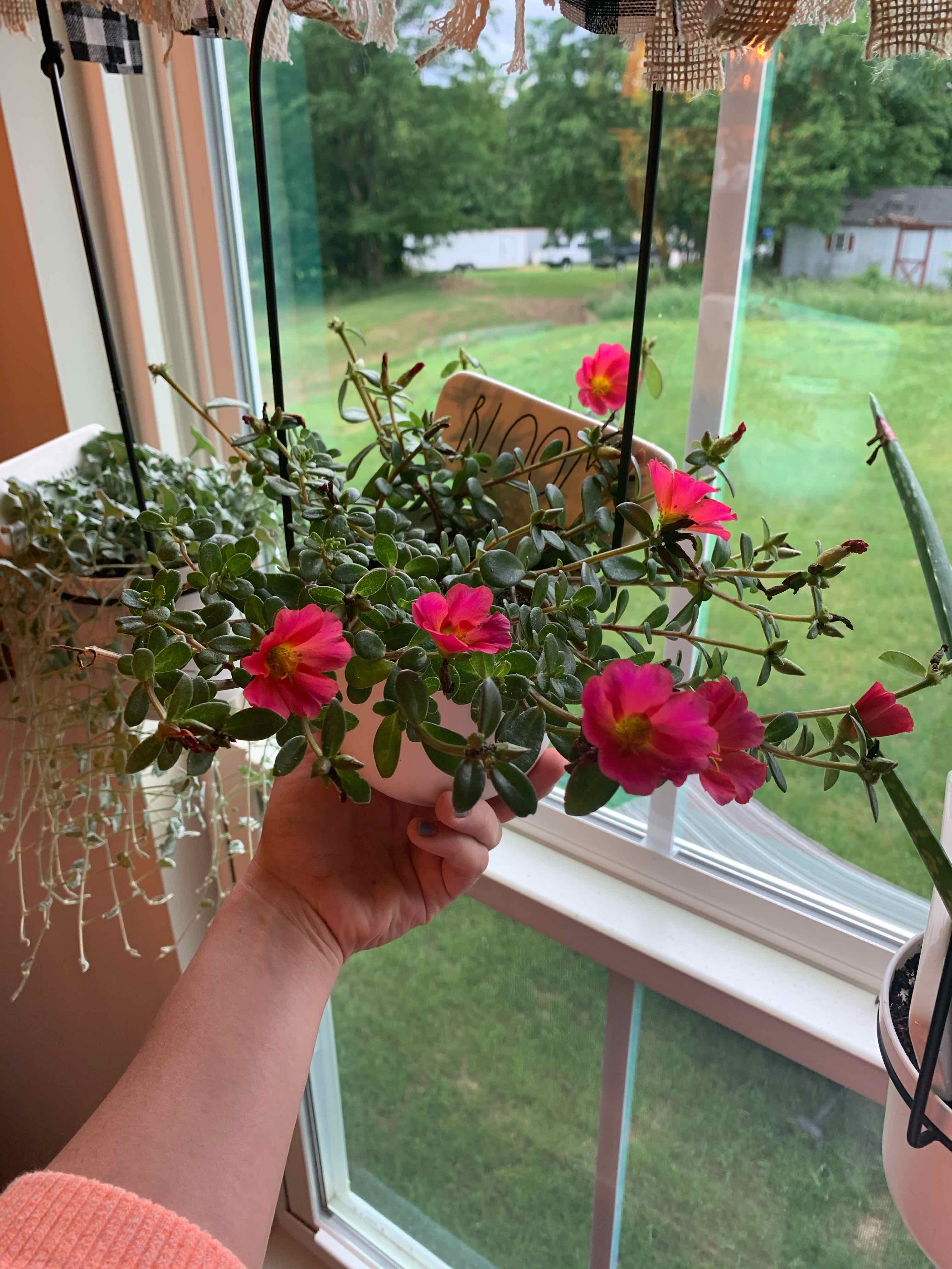 Wingpod Purslane plant with pink flowers held up to a window, showing outdoor view.
