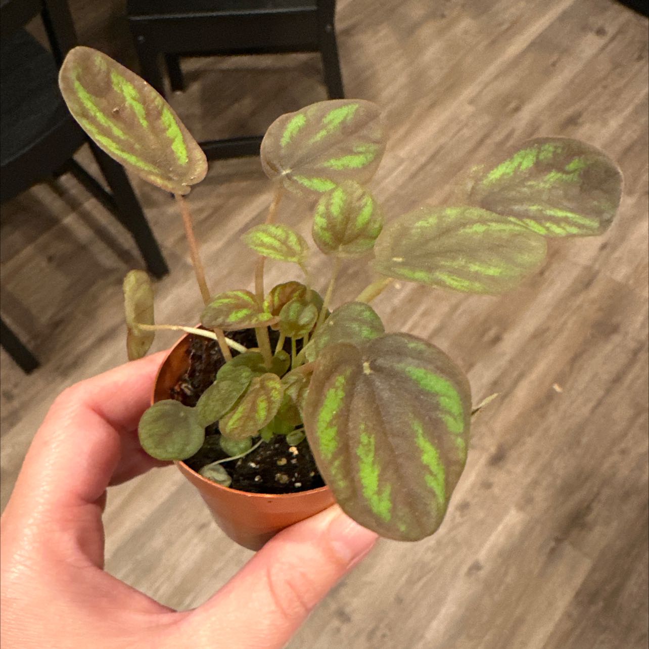 Peperomia 'Pepperspot' plant in a small pot, held by a hand, with visible soil.
