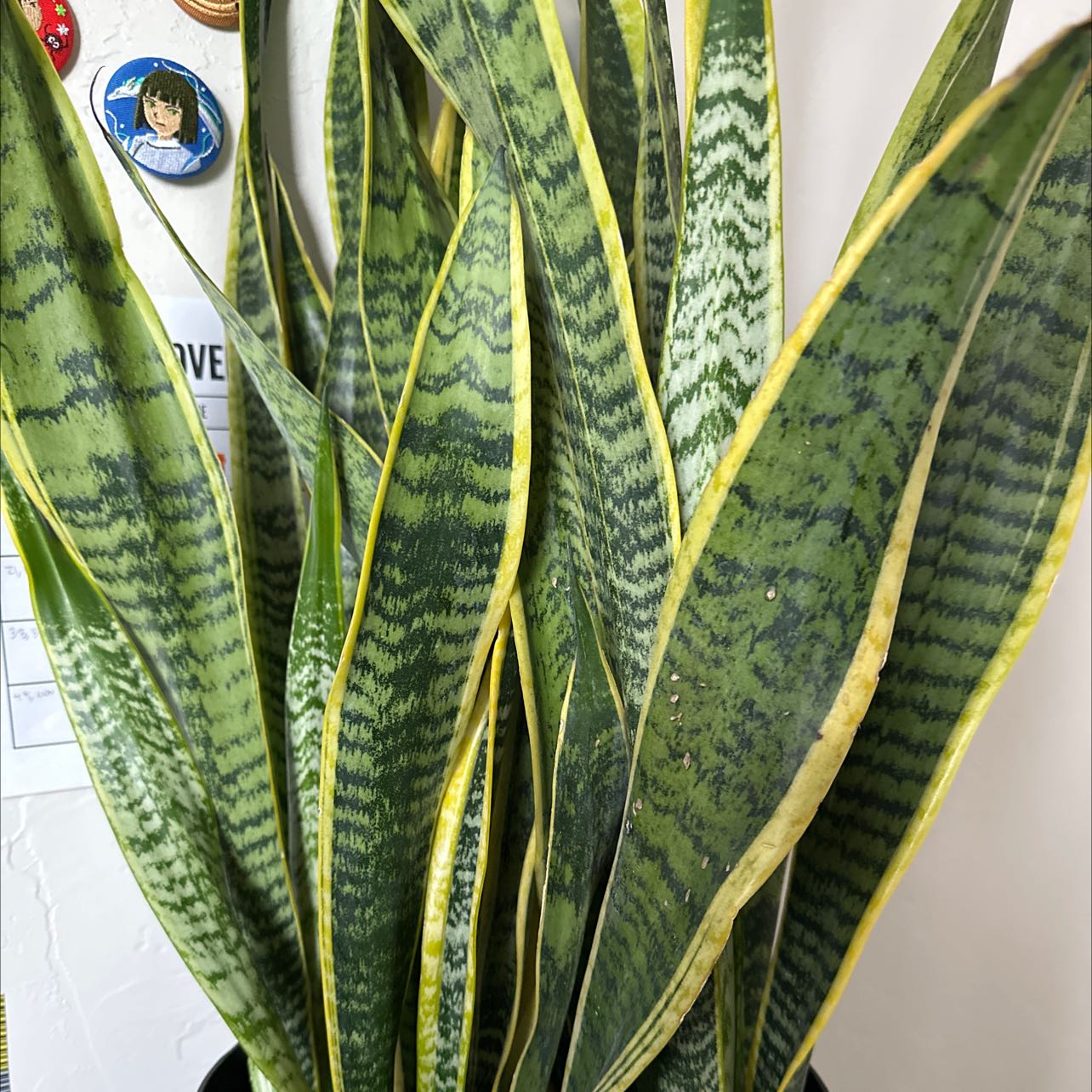Leaf Erickson