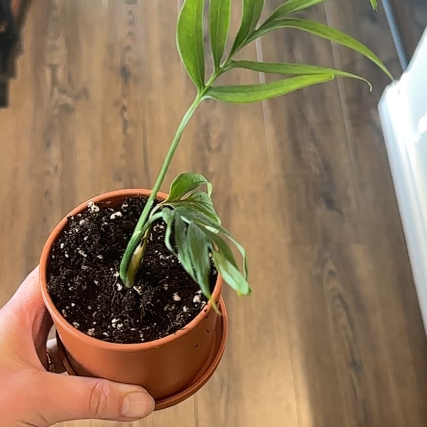 Photo of the plant species Monstera subpinnata by @AdonicBaytree named Athena on Greg, the plant care app