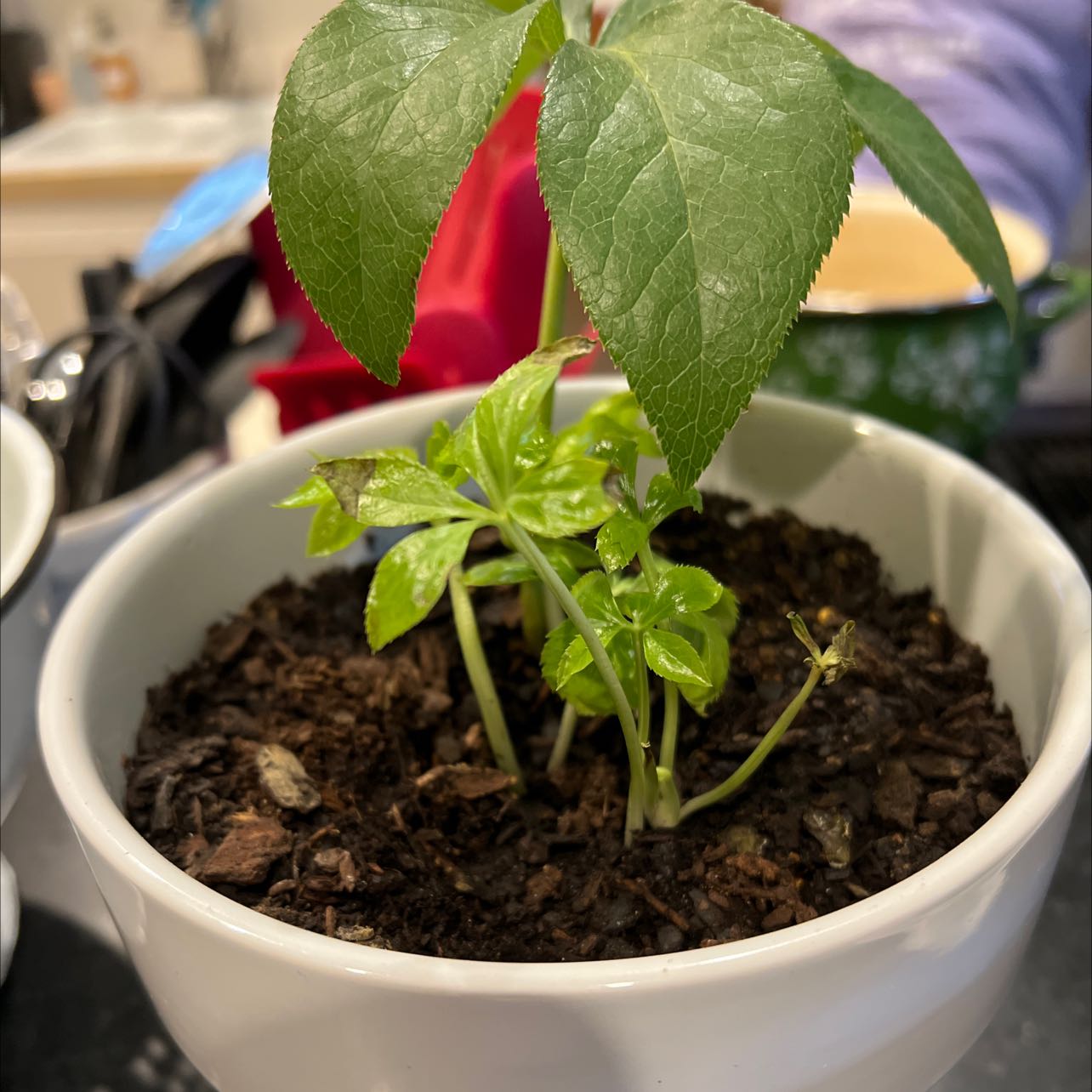 Potted Lenten Rose plant with healthy green leaves and visible soil.