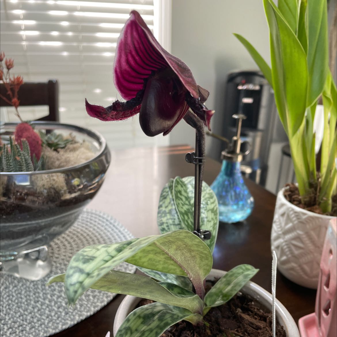 Photo of the plant species Magic Cherry Orchid by @LovablyMaylily named Black cherry voodoo magic on Greg, the plant care app