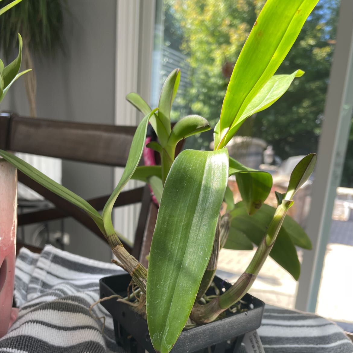 Photo of the plant species Jairak Antelope Orchid by @LovablyMaylily named Scarlet on Greg, the plant care app