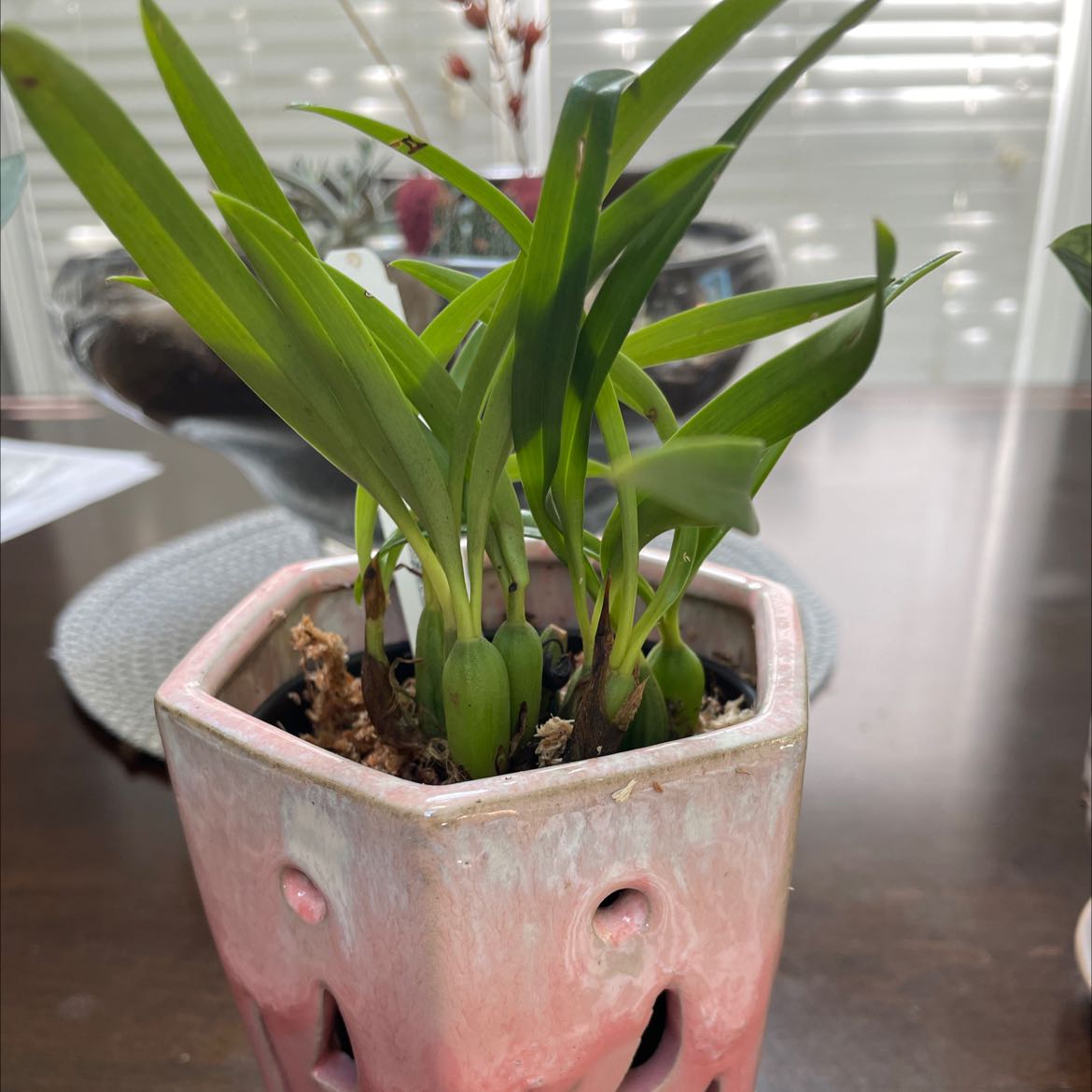Photo of the plant species Maxillaria schunkeana by @LovablyMaylily named Brasilorchids on Greg, the plant care app