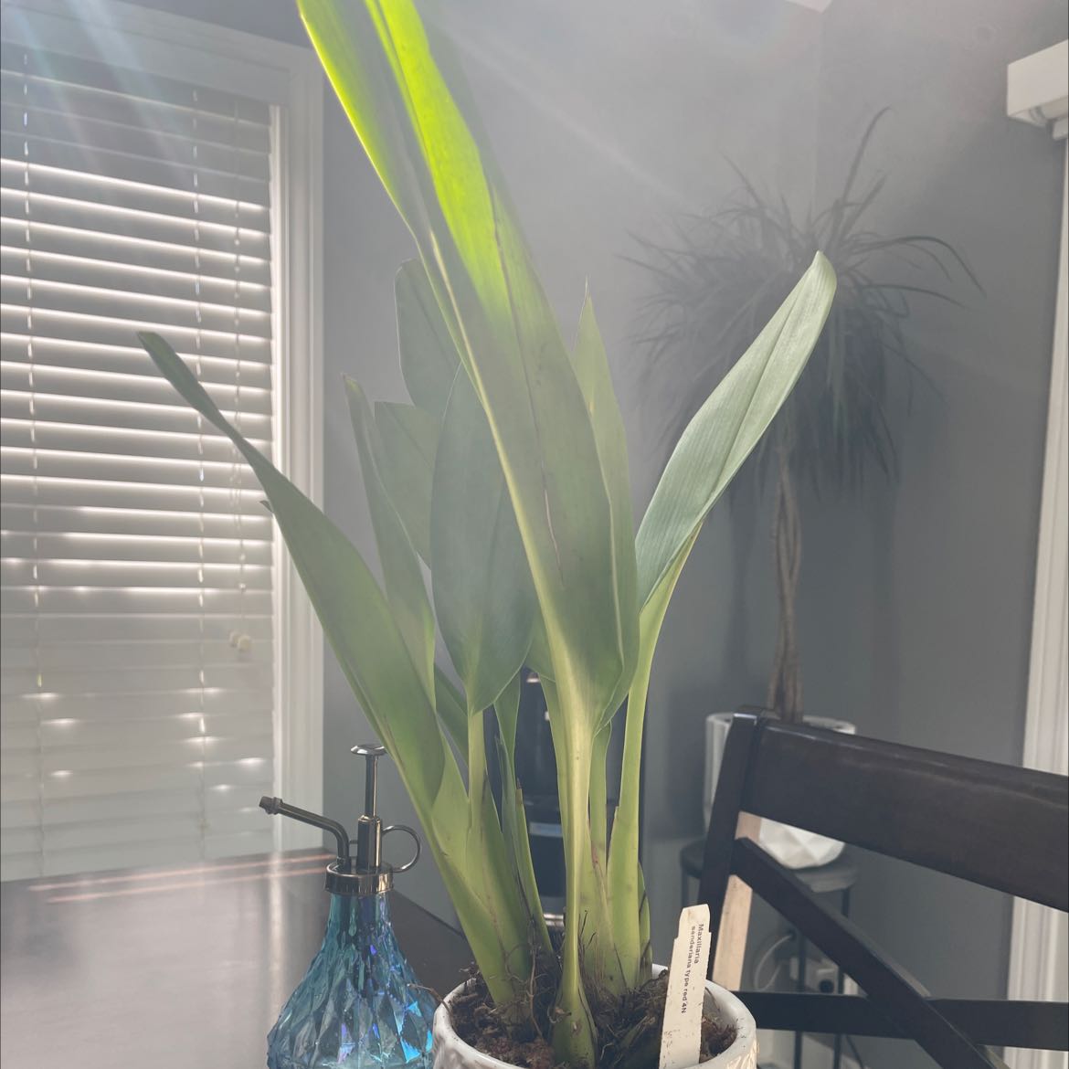 Photo of the plant species Maxillaria schunkeana by @LovablyMaylily named Sanderiana on Greg, the plant care app