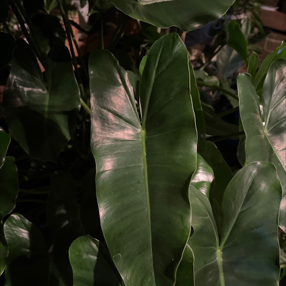 Philodendron 'Jose Buono' with large, glossy green leaves, well-framed and focused.
