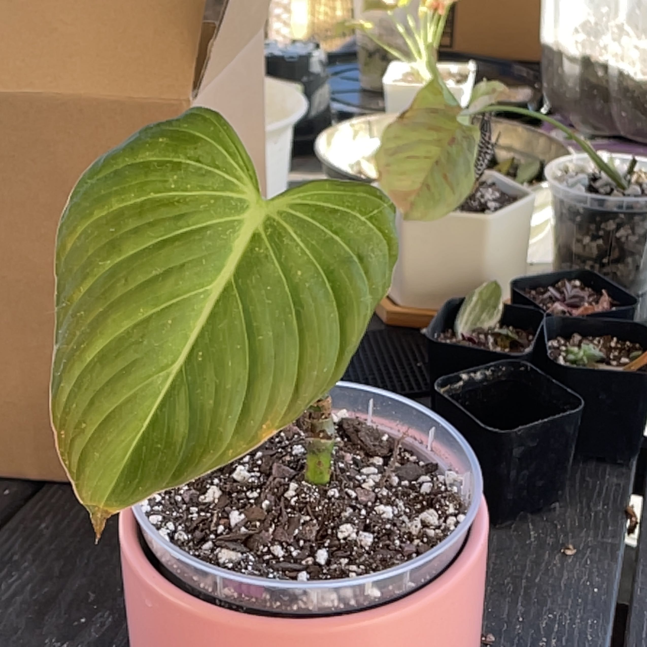 Philodendron 'Glorius' plant in a pink pot with visible soil and a large green leaf.