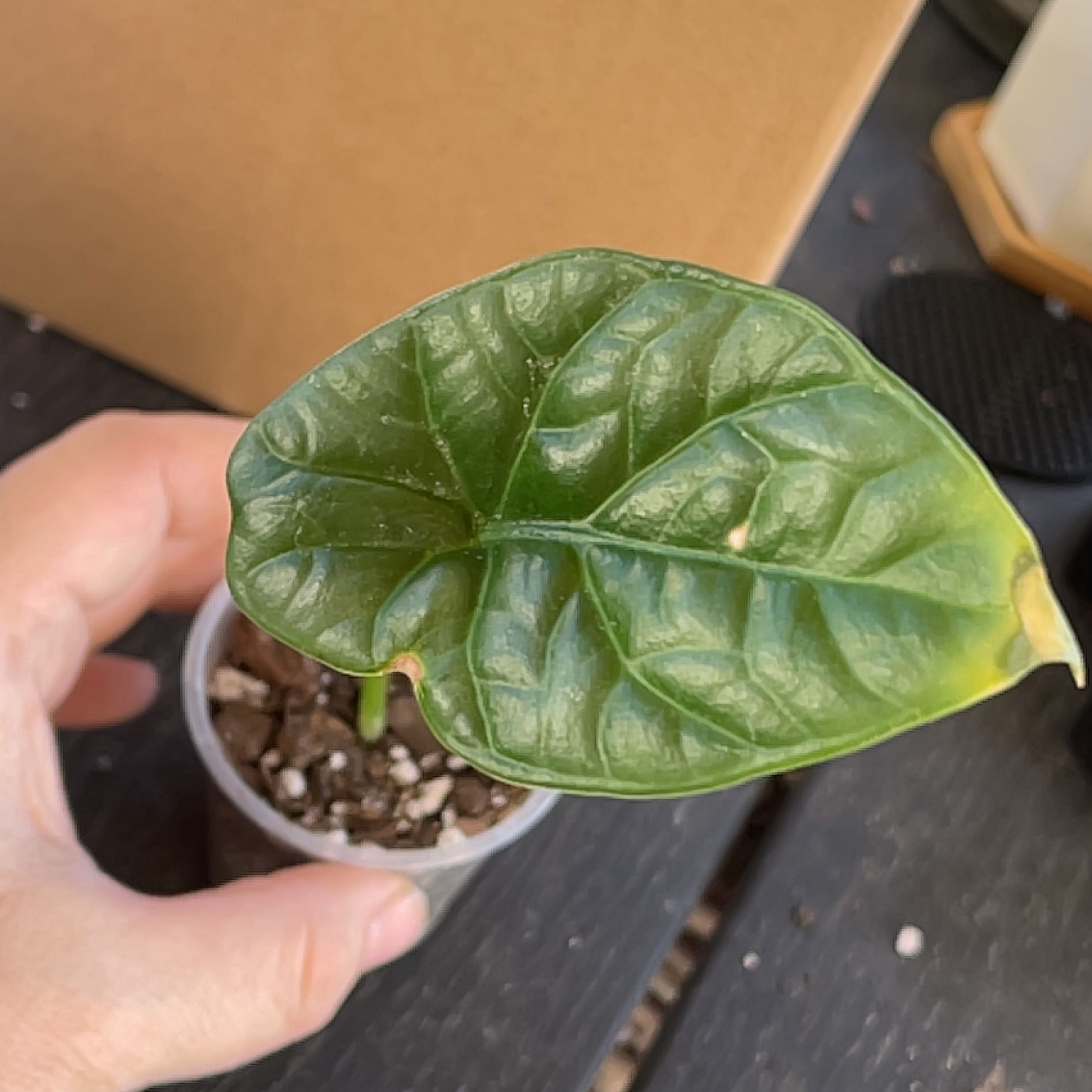 Jewel Alocasia plant with a green leaf showing minor browning at the edges, potted in a small container.