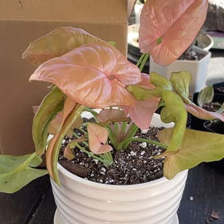 Pink Syngonium plant in San Antonio, Texas