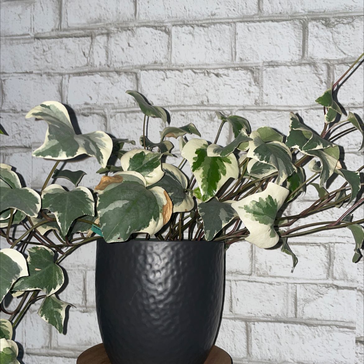 Canarian Ivy plant in a black pot with variegated leaves, some showing browning.