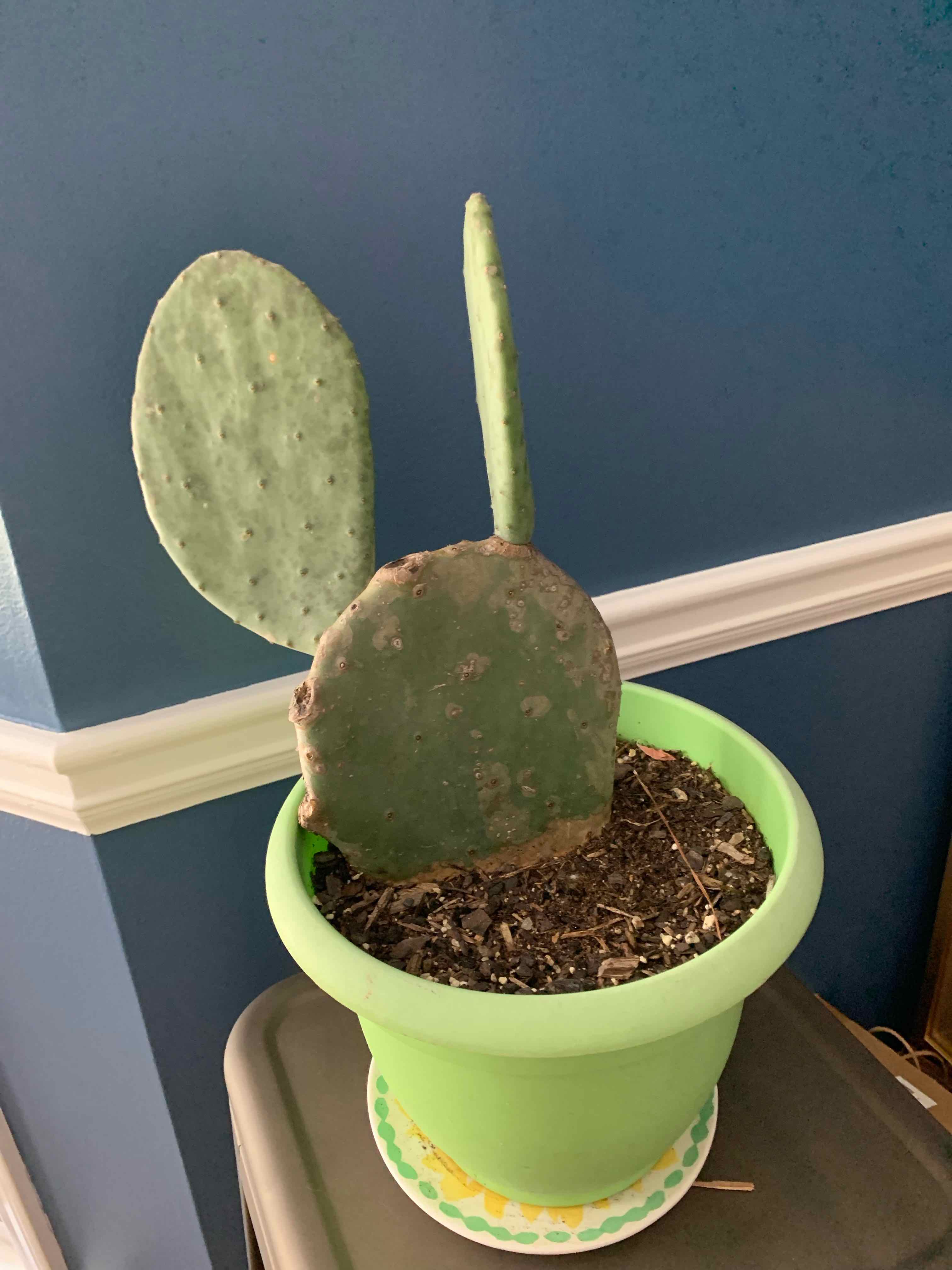 Barbary Fig plant in a green pot with three pads, one showing discoloration.