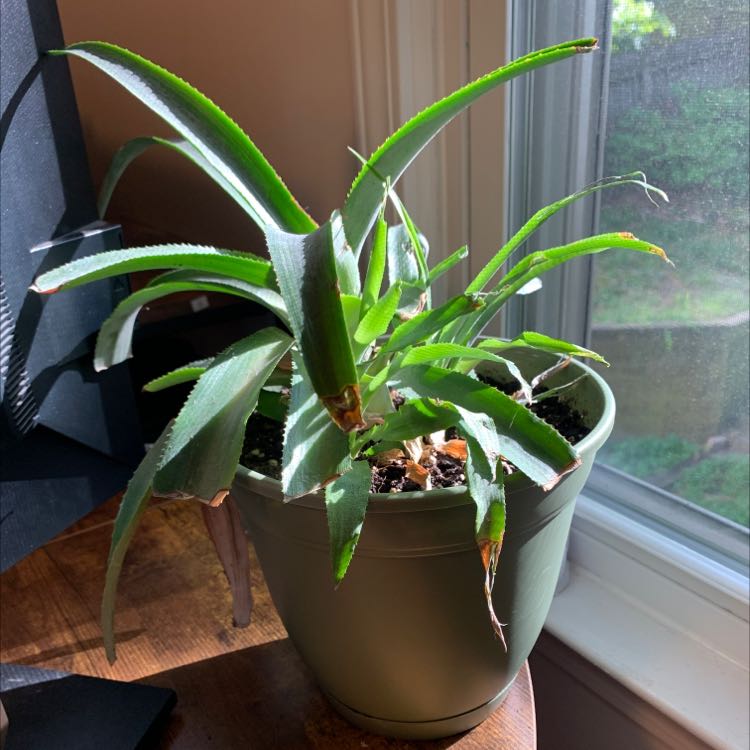 Healthy pineapple plant with vibrant green spiky leaves in a brown ceramic pot, placed on a wooden surface near a window.