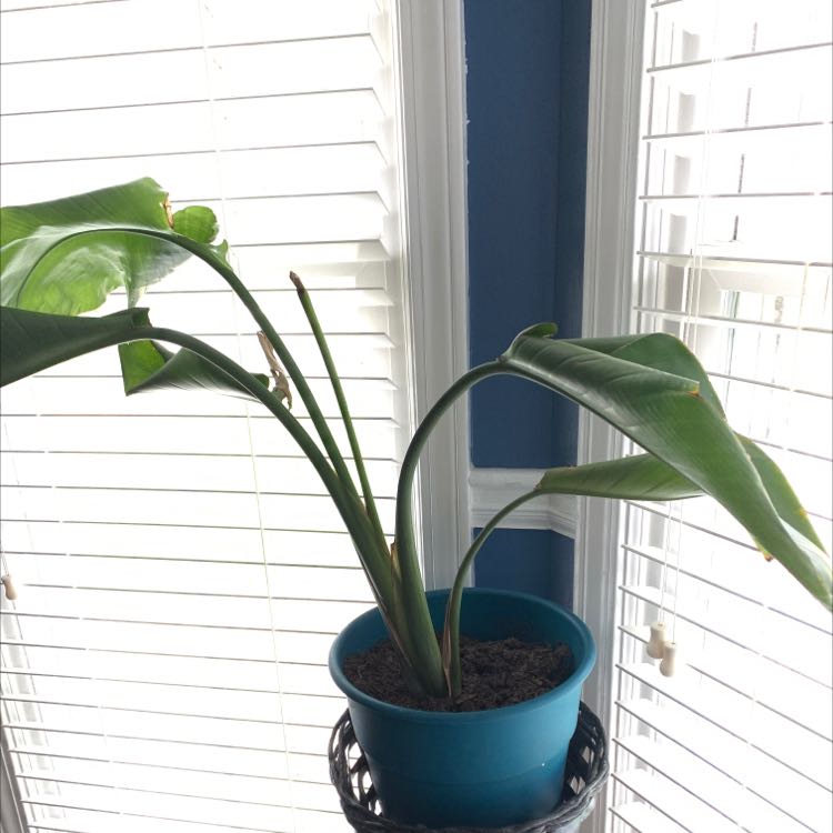 Healthy, mature White Bird of Paradise plant with arching green leaves in a blue ceramic pot in front of a window with blinds.