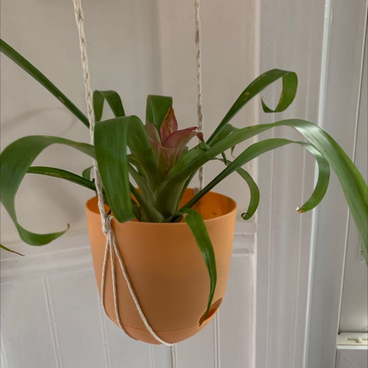 Healthy Tillandsia tufted airplant with arching green leaves growing in a small orange hanging pot in front of a white background.