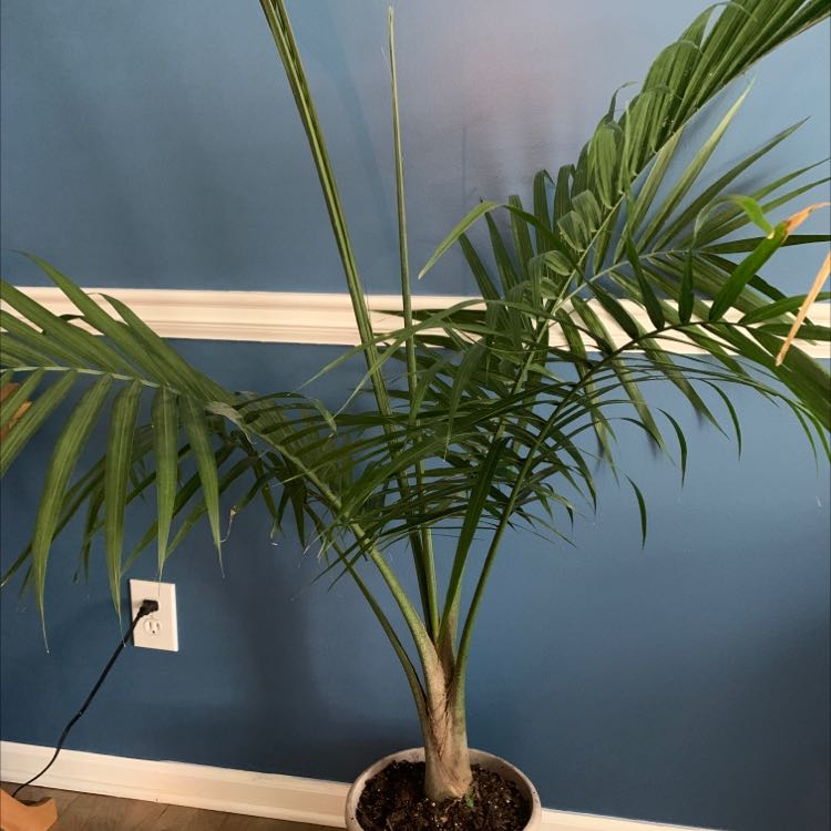 Healthy Kentia palm in black pot against blue wall, with long arching green fronds. One frond shows slight yellowing.